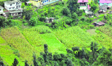 A view of maize fields in Shimla on Tuesday.