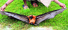 A bat trapped by a farmer in an orchard in Kullu