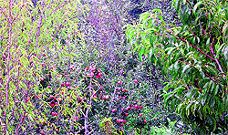 Parakeet-eaten fruit on apple trees in an orchard in Kullu
