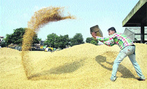 As paddy arrival has started, a labourer dries up grains in the main Grain Market in Jalandhar on Tuesday. 