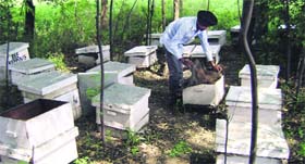 Beekeeper Sukhwinder Singh with his bee colonies (boxes) in Sohian village near Sangrur.