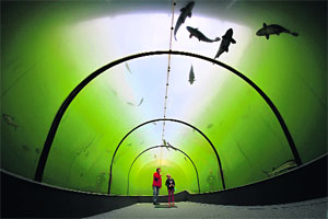 Underwater view: Visitors look at fish through the transparent walls of a tunnel in a lake in Madra, Czech Republic. The 8m-long tunnel is at a depth of 3m.