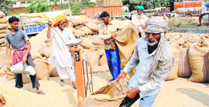 Labourers at the Bhagtanwala grain market in Amritsar on Wednesday. 