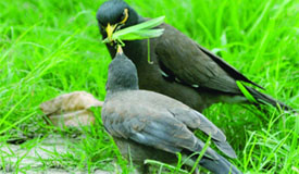 A mynah feeding its little one.