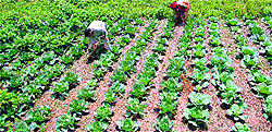 Farmers work in a field near Shimla on Wednesday