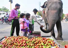 A small treat for jumbo customer: A pedestrian offers an apple to an elephant alongside a busy road in Jammu on Wednesday