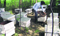Beekeeper Sukhwinder Singh with his bee colonies in Sohian village near Sangrur.