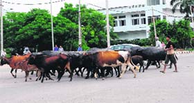 A man herds his cattle across a road at Phase XI, Mohali, on Thursday.
