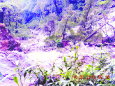 Trees uprooted due to the landslide that occurred below Company Garden in Mussoorie on Thursday. 