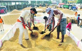 Workers unload paddy at the new grain market in Karnal.