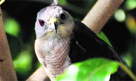 Shikra (accipiter badius) was spotted on the campus of the mini-secretariat in Kanal.