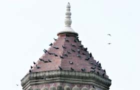 Haven: Pigeons perch themselves on the tomb at the Mubark Mandi complex in Jammu