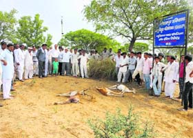 Sabha members with blackbucks that were killed after being trapped in the fence erected by NPCIL at Badopal, Fatehabad