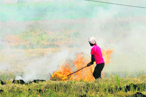 Despite a ban, a farmer burns paddy stubble near Madhuban in Karnal. 