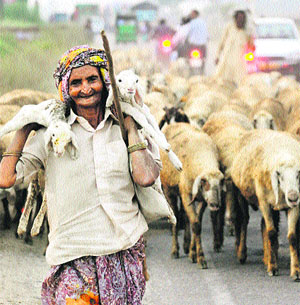 A woman shephard with her flock of sheep in a Karnal village.