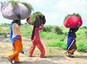Women carry fodder for their cattle in Narnaul. 
