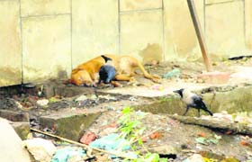 Crows feed on the carcass of a dog at Guru Nanak Dev Hospital in Amritsar on Tuesday