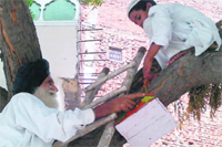 Dara Singh setting up a bird house at the Khairuddin Mosque in Amritsar on Wednesday. A Tribune photo 