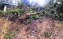 A plot where trees were cut illegally on the Forest Road in Solan