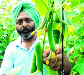 Davinder Singh shows a seedless cucumber grown in one of the polyhouses