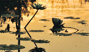 Lotus in full bloom at a lake in Karnal.