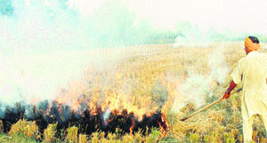 Despite appeals against burning of paddy straw, a farmer does the same on the Jalandhar-Nawanshahr road in Phagwara