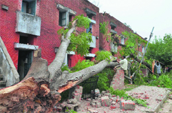 A tree that was uprooted by the dust storm in Sector 28, Chandigarh, on Friday. Tribune photo: Manoj Mahajan
