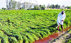 The flattened paddy crop at a field in Kakroi village after heavy rain in Sonepat district on Friday morning