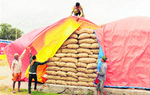 In view of inclement weather, workers cover gunny bags containing paddy with tarpaulin at the Jalandhar grain market on Friday.