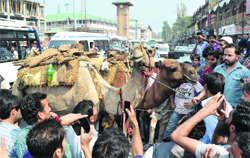 People look at camels on sale ahead of Eid al-Zuha in Srinagar on Friday. Tribune Photo: Amin War