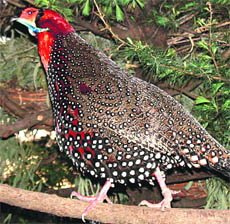 Western tragopan 