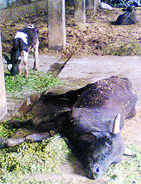 A dead cow at Bulandpur gaushala in Jalandhar
