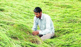 A farmer looks at his damaged paddy crop in Rohtak district on Sunday.