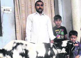 A divine goat which has become the centre of attraction at Jwalapur in Haridwar on Monday