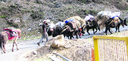 People from higher reaches of the Darma valley along with their animals migrate to lower valleys on Tuesday. A Tribune photograph