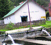 The trout hatchery Barot in Mandi.
