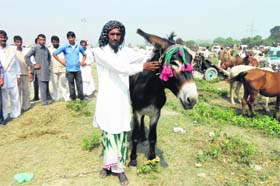 A participant displays his horse at a pony fair at Neval in Karnal on Wednesday