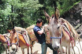 A man loads apple boxes on mules at Shilaroo near Shimla on Wednesday