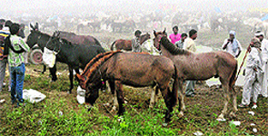 Horses with their owners in the countryside in Karnal
