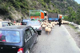 A nomad herding cattle on NH-44