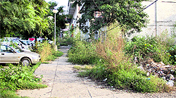 Wild growth in abundance in the PUDA Complex market on Ladowali Road in Jalandhar