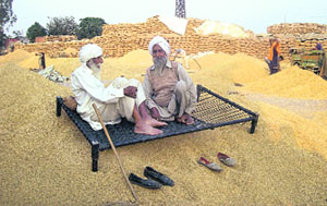 Farmers waiting for their paddy to be bought at the grain market in Mukerian, Hoshiarpur