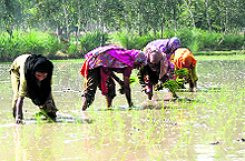 After the dam, the area under paddy saw a rapid rise.