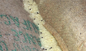 Excreta of rats and lizards in the rice meant for the mid-day meal of students at Government Primary and Middle School, Devinagar, Sector 3, Panchkula.