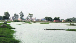 A view of a part of Sector 21, HUDA, Kaithal, which is submerged under water. 