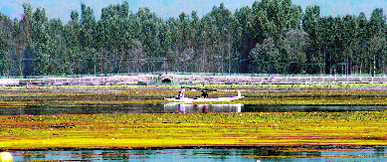 A shikara being rowed on the Dal Lake on Monday.