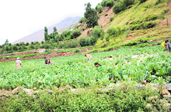 A vegetable field at a Lahaul village.