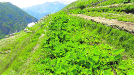 A nursery at Hudan Bhatori in Pangi Valley.