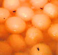 Dead flies in sweets 