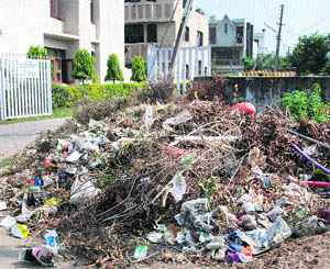 Garbage dumped at Sector 21 in Panchkula. 
